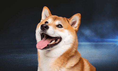 Perro Feliz y Relajado